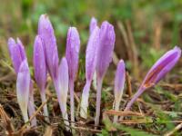 Dichte Gruppe pink Herbstzeitlosen Blütenknospen mit Regentropfen